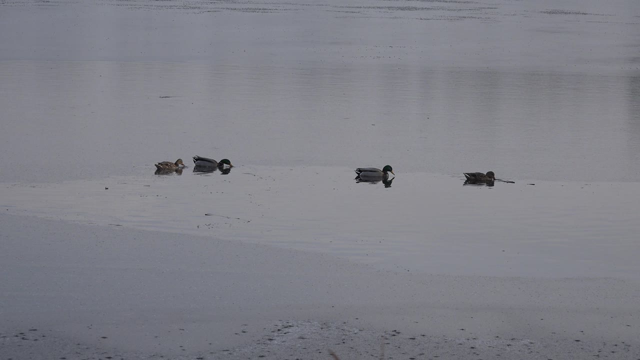 A small group of ducks is spaced across open water in Westminster, Colorado, with the birds slightly farther along the frame and no visible people.