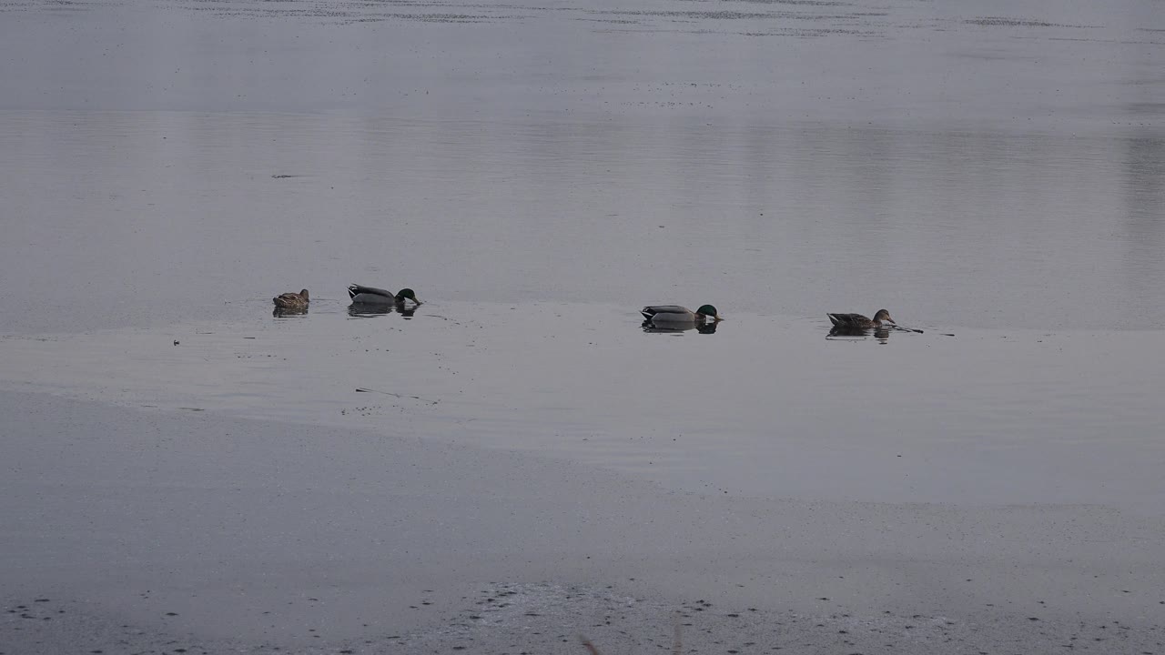 Ducks separated across a still pond surface
