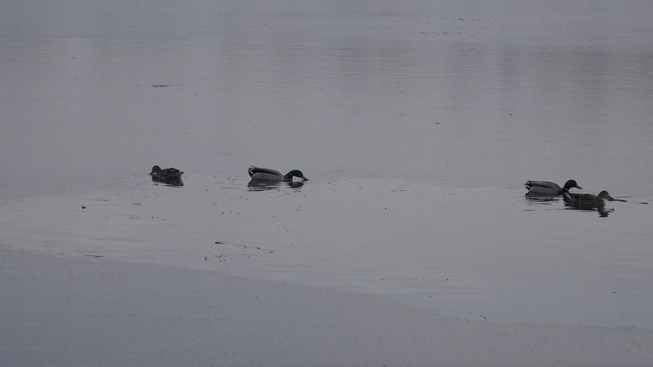 Ducks float apart on a wide gray lake surface in Westminster, Colorado, with small ripples and no visible people.