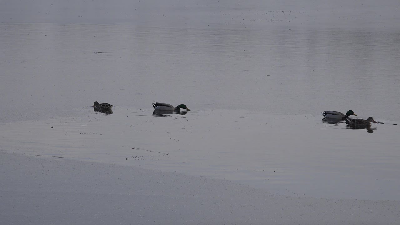 Two ducks swim near each other while another duck remains farther left on the calm Westminster lake, with no visible people.