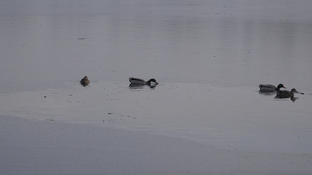 Ducks spread across open gray water