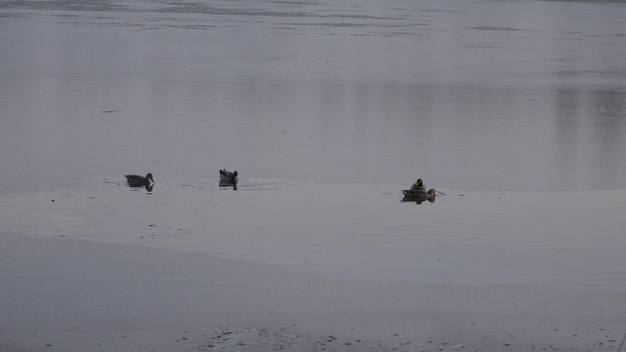 Ducks swim across a gray pond in Westminster, Colorado, with muted overcast light, small ripples around them, and no visible people.