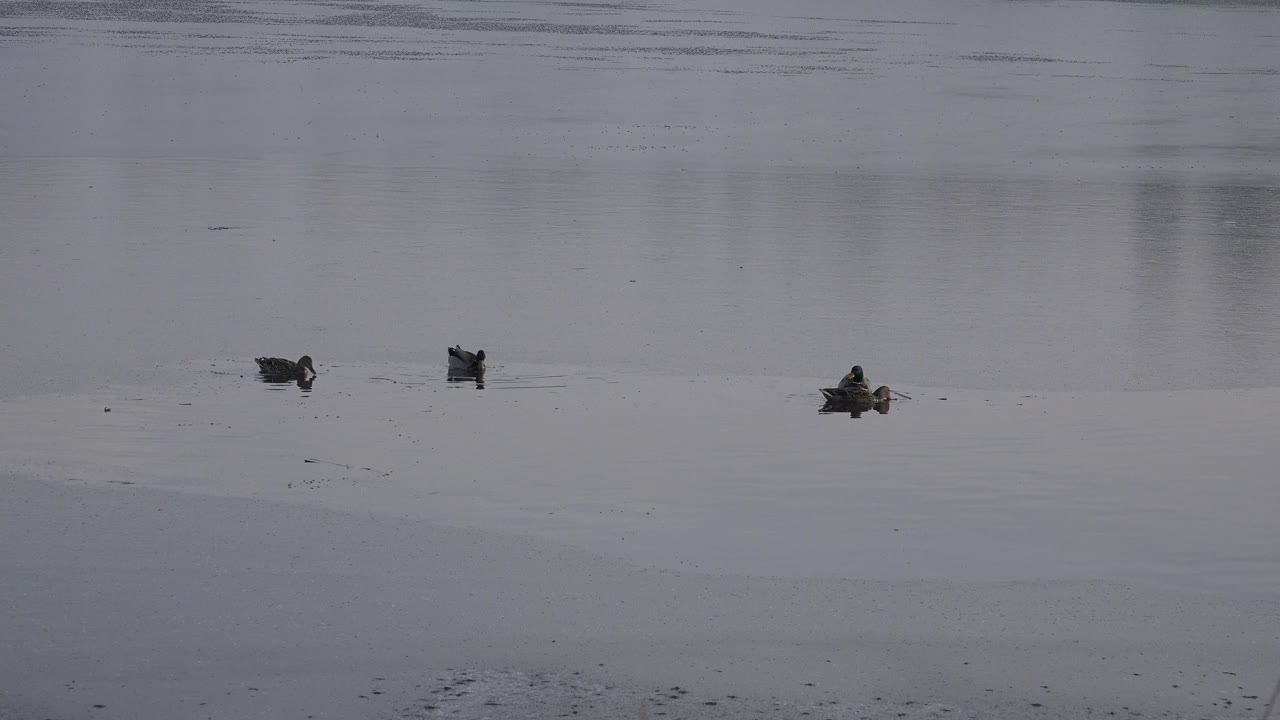 Ducks remain spaced across the calm pond in Westminster, Colorado, with faint wake lines trailing behind them and no visible people.
