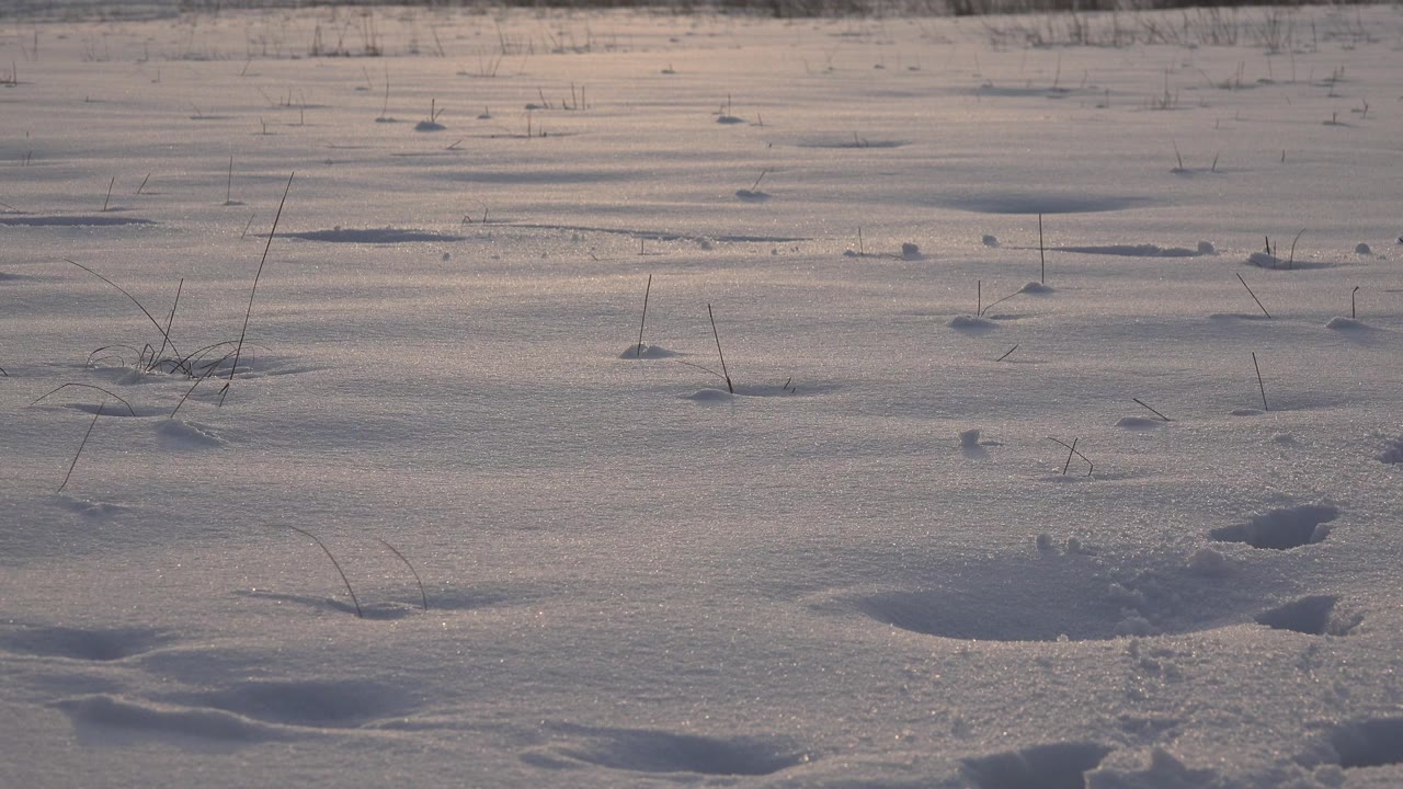 Snow-covered ground in Westminster, Colorado shows paw tracks, small mounds of powder, sparse dry grass, warm side light, and no visible people.
