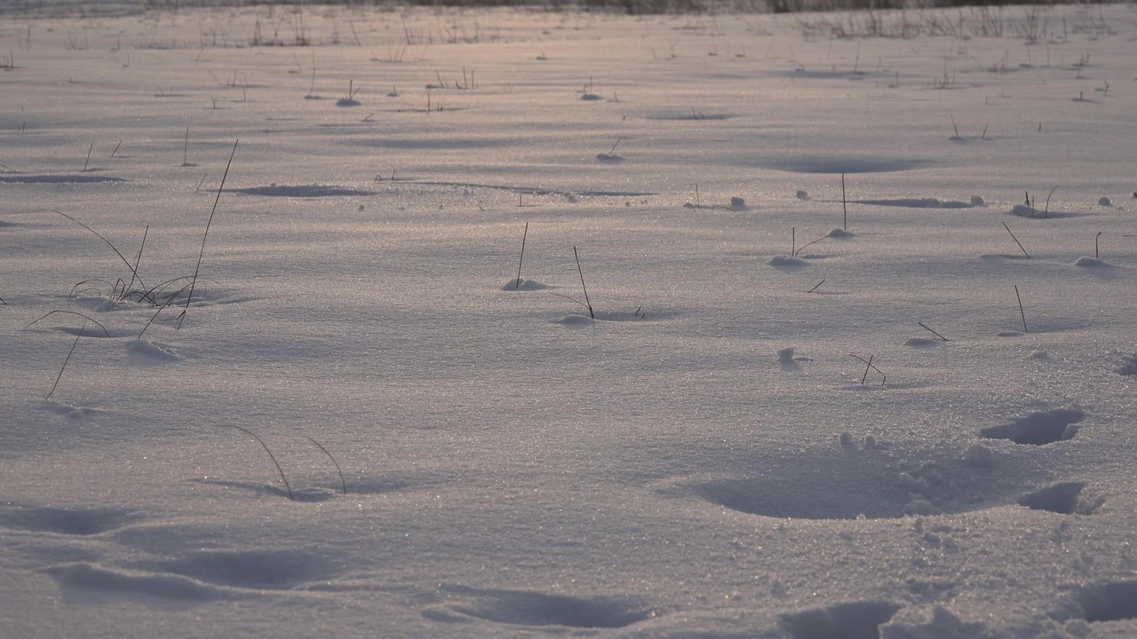 A quiet patch of snowy ground in Westminster, Colorado shows shallow tracks, wind-textured snow, scattered grass stems, and no visible people.