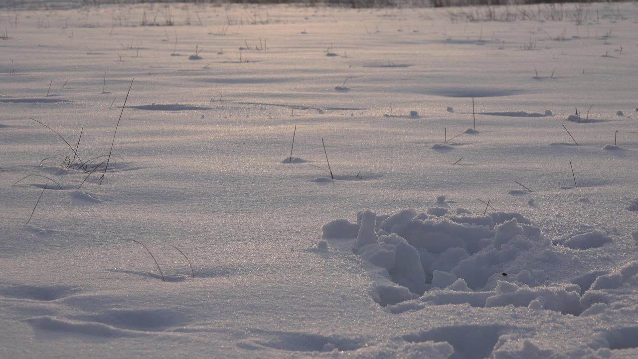 Paw-marked snow and scattered dry grass sit in bright winter light in Westminster, Colorado, with no visible people.