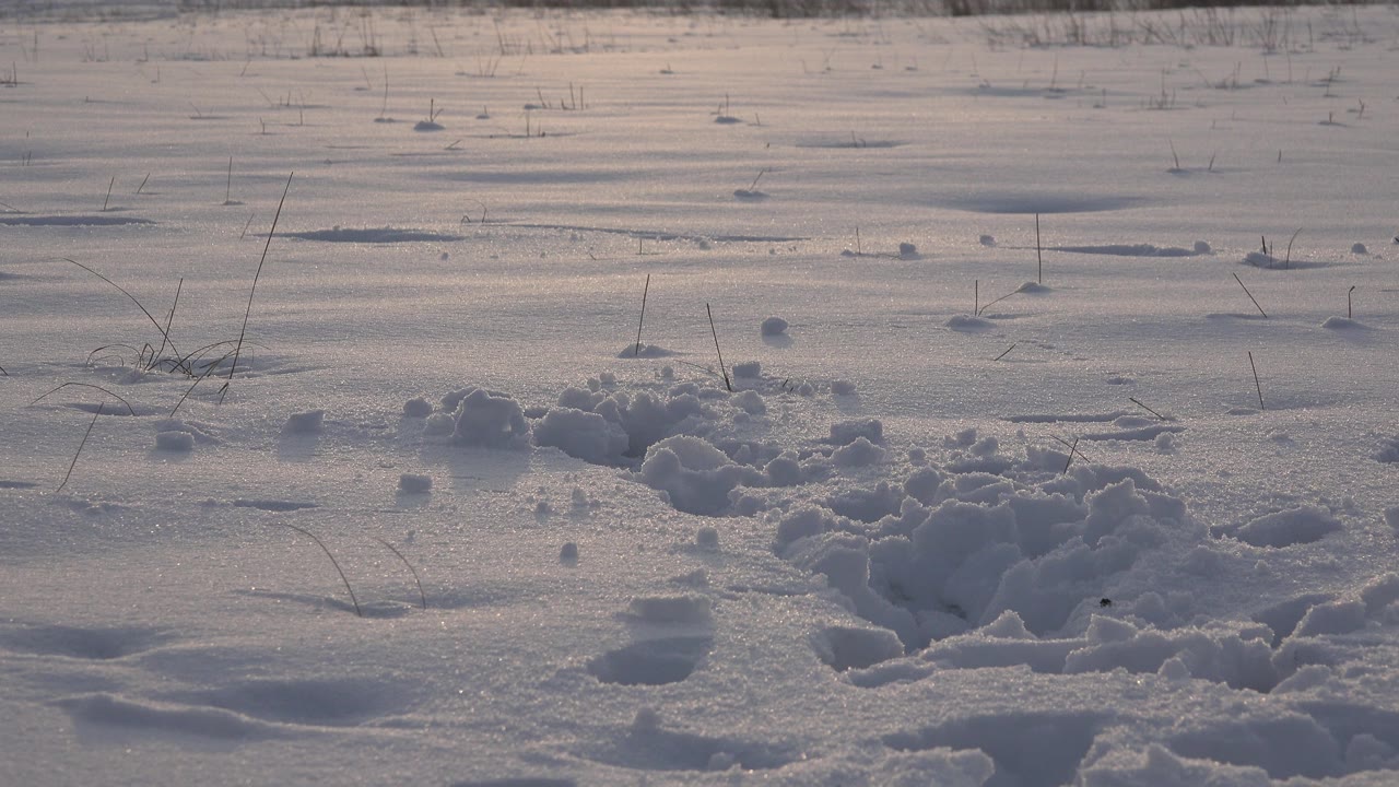 Fresh snow with paw tracks and broken clumps fills the foreground in Westminster, Colorado, with dry grass stems in the distance and no visible people.