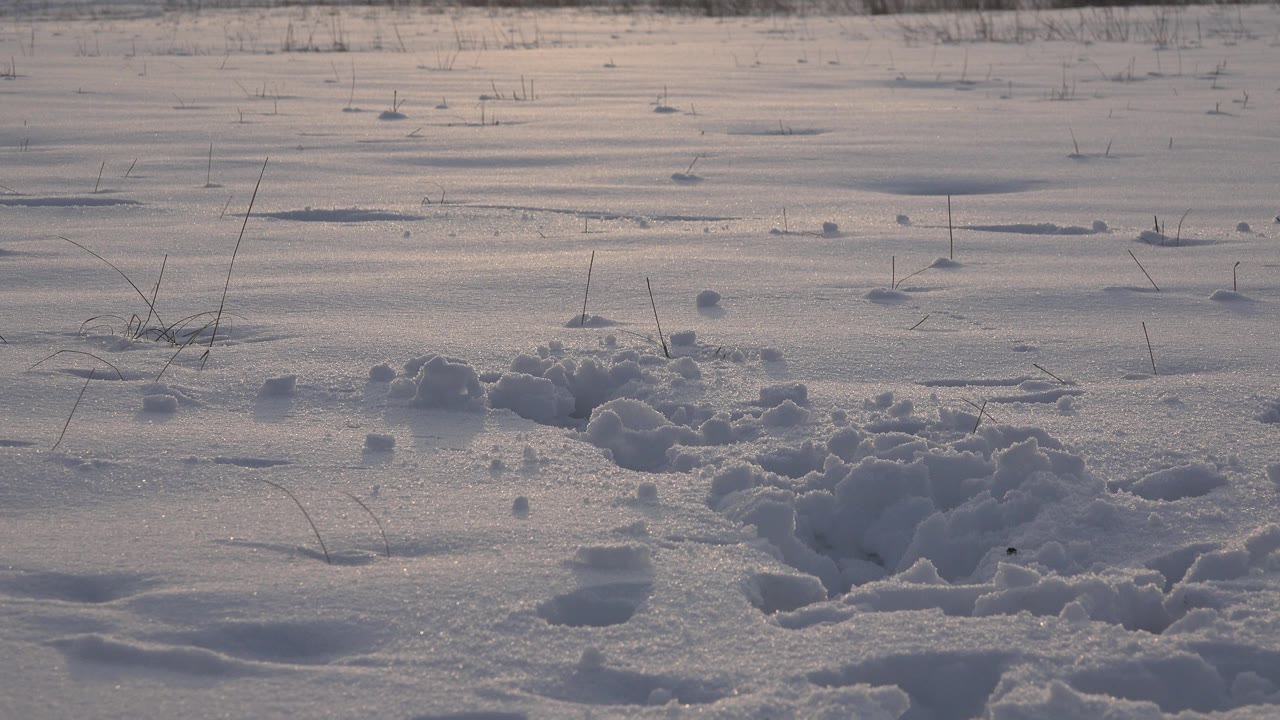 A low view of the Westminster, Colorado snowfield shows paw marks, scattered snow chunks, blue shadowed texture, and no visible people.