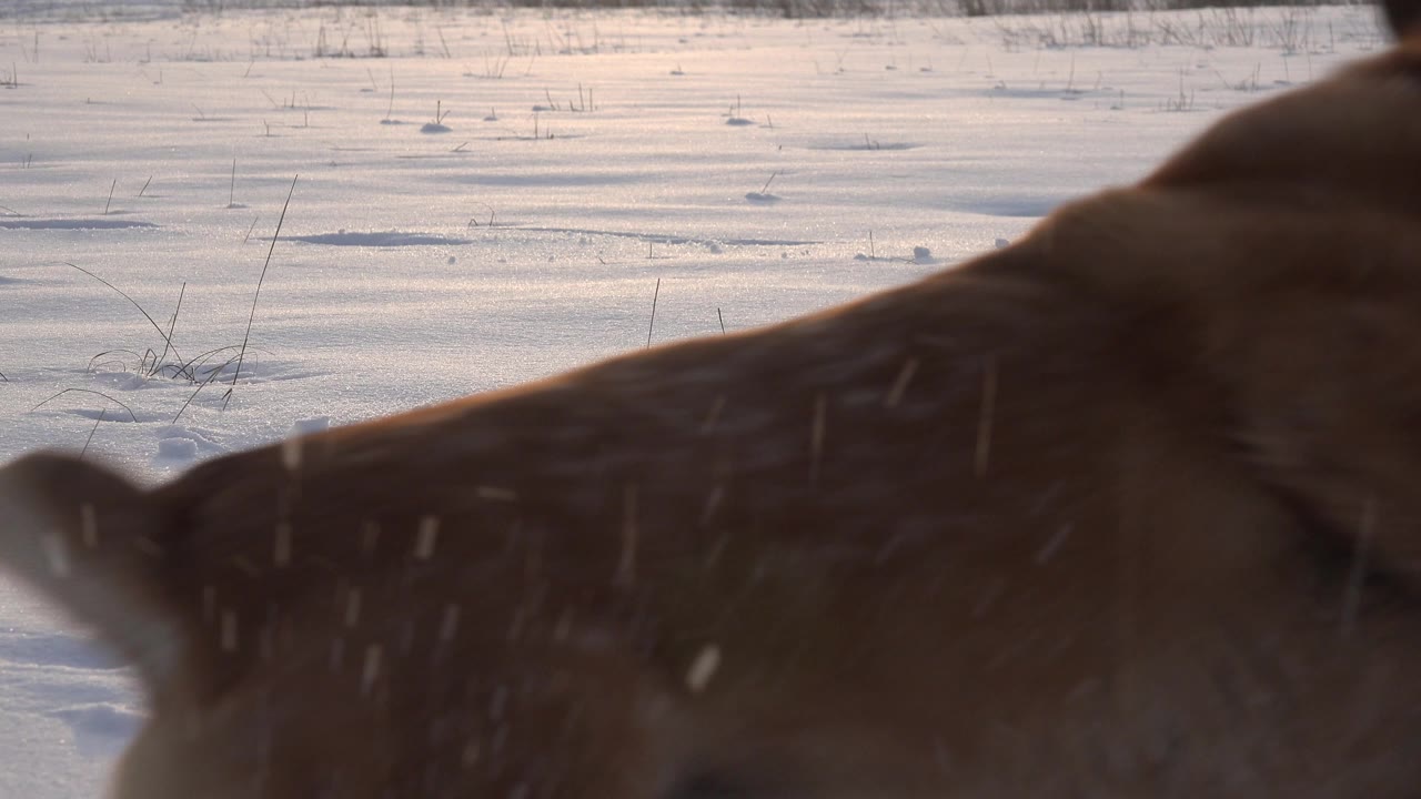 Close brown dog crossing the snowy foreground.