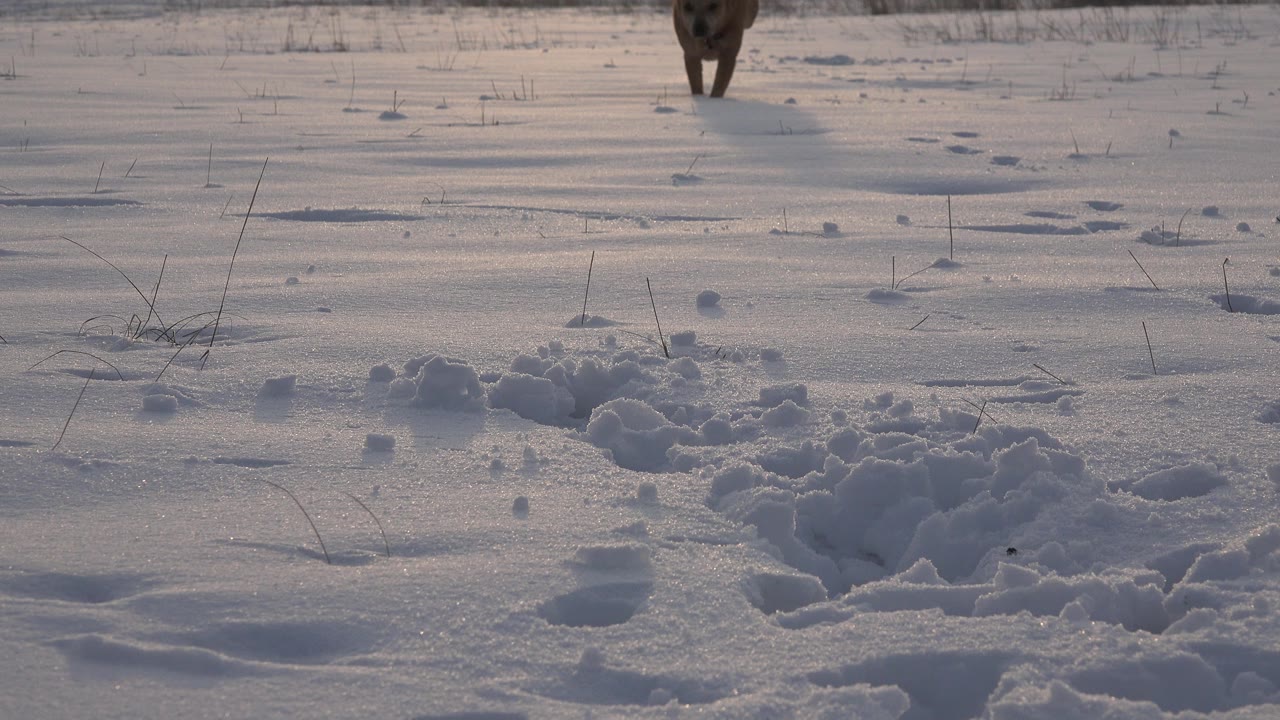 A small tan dog appears far back near the top of a snowy Westminster, Colorado field, with paw prints and churned snow in the foreground and no visible people.