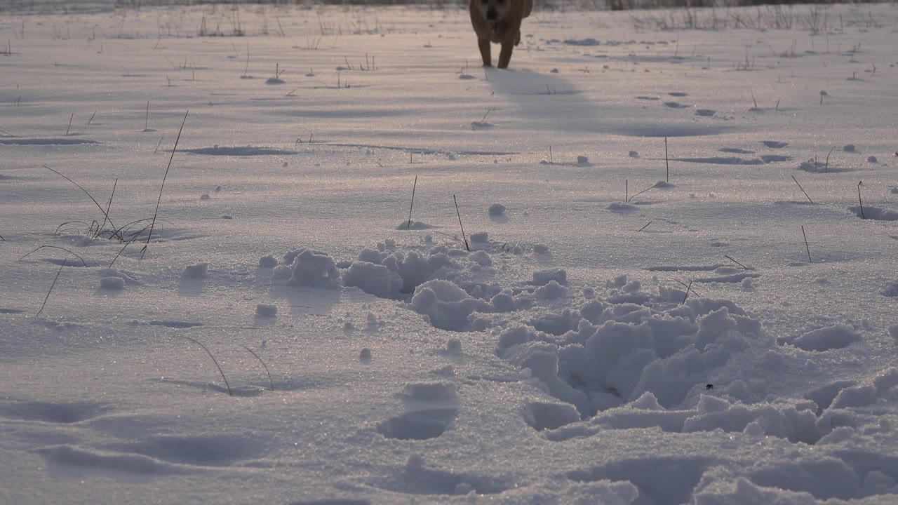The small tan dog moves closer through the snowy Westminster, Colorado field, with scattered footprints, uneven snow piles, and no visible people.