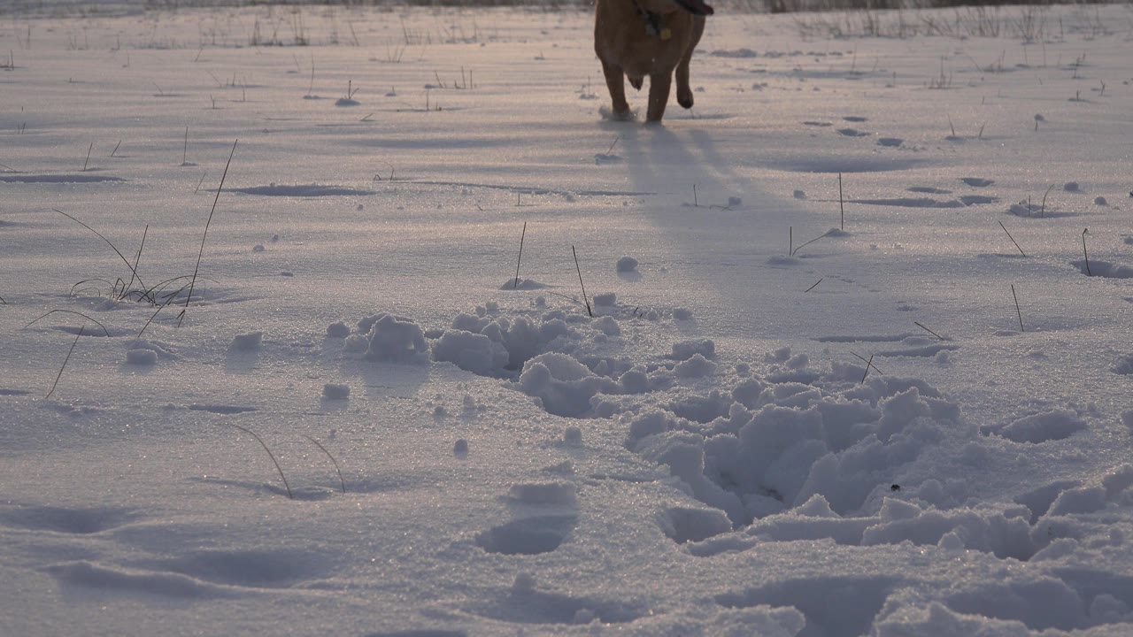 Dog near the upper right of a snowy field with tracks.