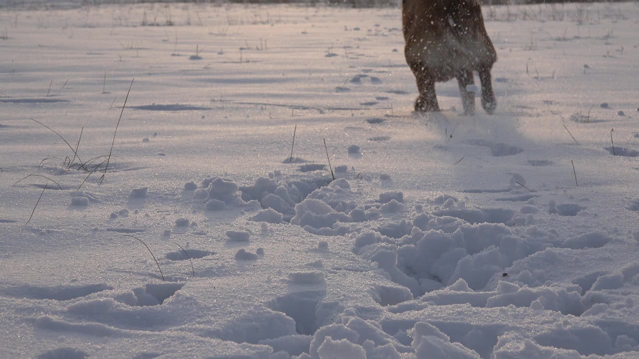 A dark four-legged animal moves away through churned snow in Westminster, Colorado, with low winter light and no visible people.