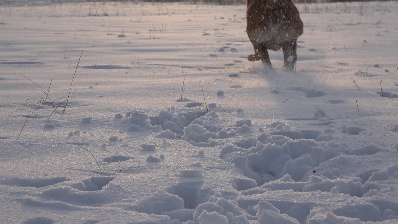 The animal is farther up the snowy field in Westminster, Colorado, above a foreground of rough footprints and blue-gray shadow, with no visible people.