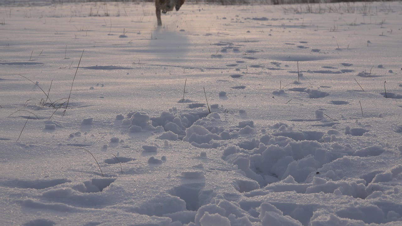 Small animal at top of snowfield with trail marks