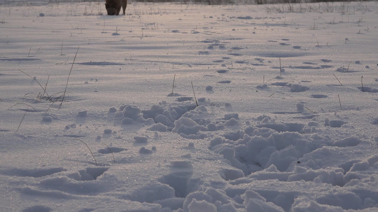 At 0:00 in Westminster, Colorado, a brown dog is barely visible near the top edge beyond footprints and churned snow, with no visible people.