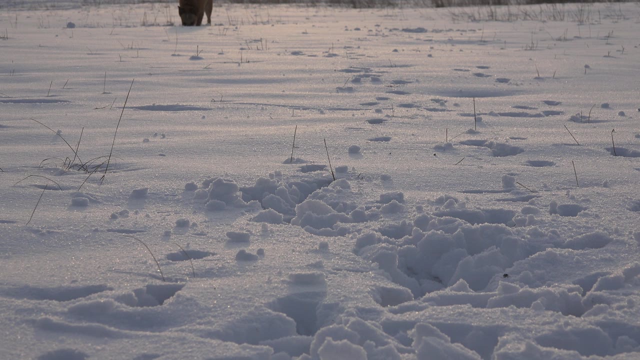 At 0:01 in Westminster, Colorado, the brown dog remains small at the top of the snowy frame while footprints lead through the foreground, with no visible people.
