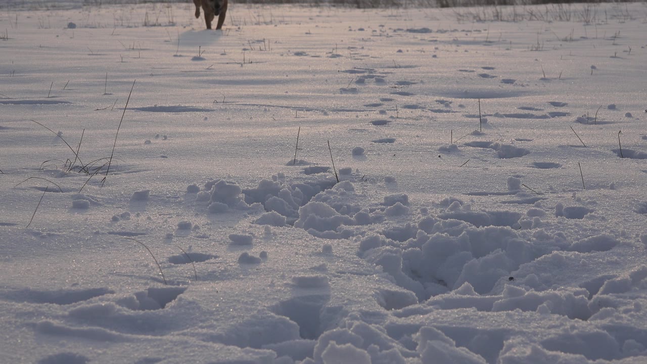 Snowy foreground with tracks and the brown dog partly visible near the top.