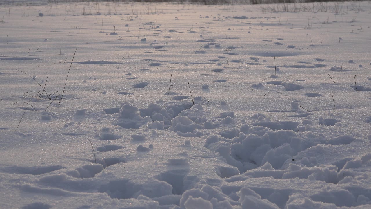 Tracked snow-covered ground in Westminster, Colorado, with broken foreground snow, scattered dry grass stems, a distant brush line, and no visible people.
