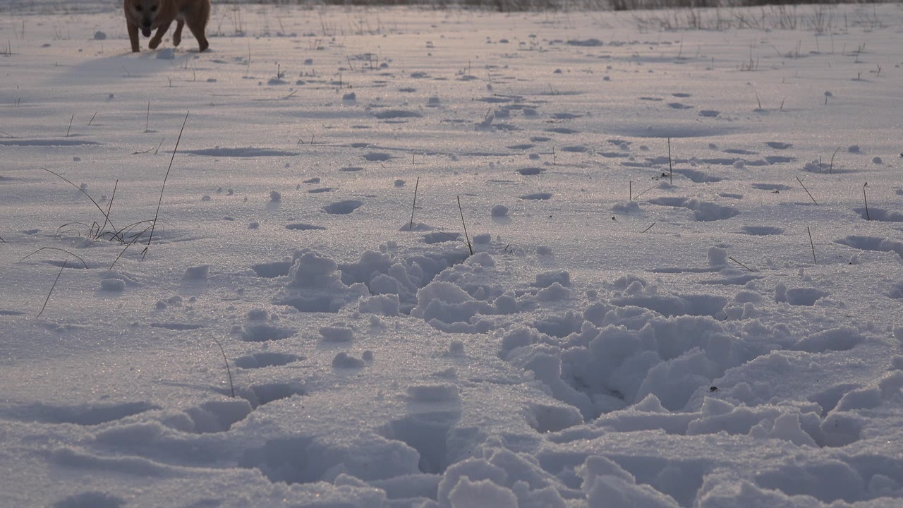 A small brown dog appears near the upper edge of a snowy Westminster, Colorado field, with deep paw prints and churned snow in the foreground and no visible people.
