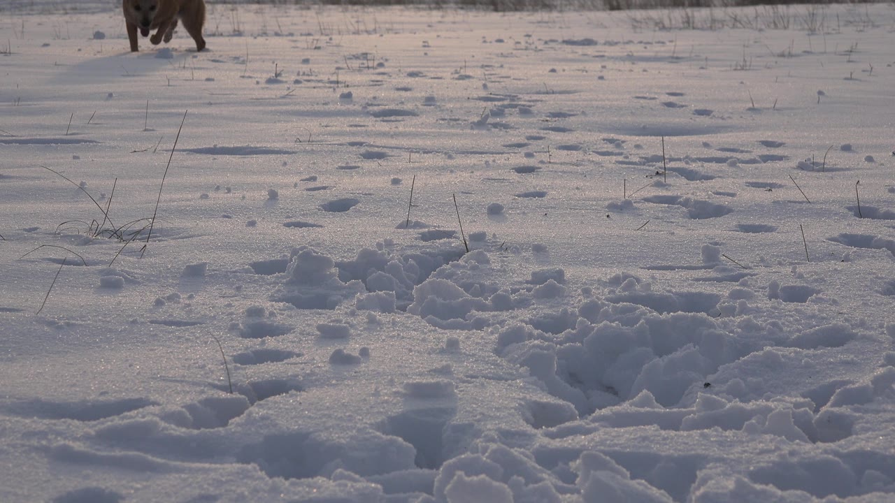 The dog is partly cropped near the top of the Westminster snowfield while paw tracks lead through blue-white snow in the foreground, with no visible people.