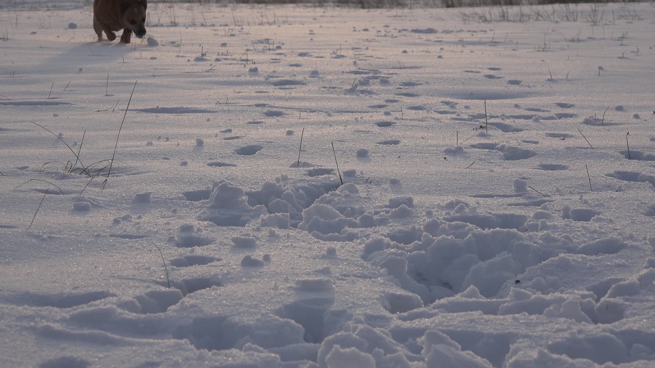 Small brown dog running near the top of a snowy field.