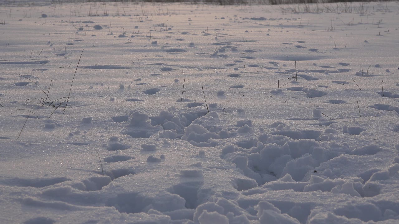 Snowy field with footprints and low grasses in bright winter light.