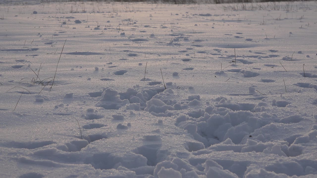 The Westminster, Colorado field remains empty of people, with textured foreground snow, scattered paw or foot tracks, thin grass stalks, and a pale winter horizon.