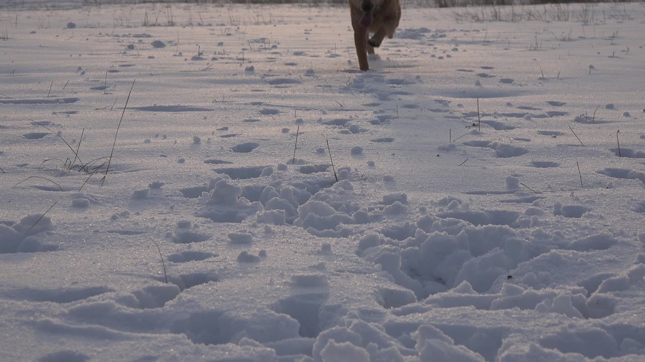At the start of the Westminster, Colorado clip, a brown dog is partly visible near the top edge above a snow-covered surface marked by footprints, with no visible people.