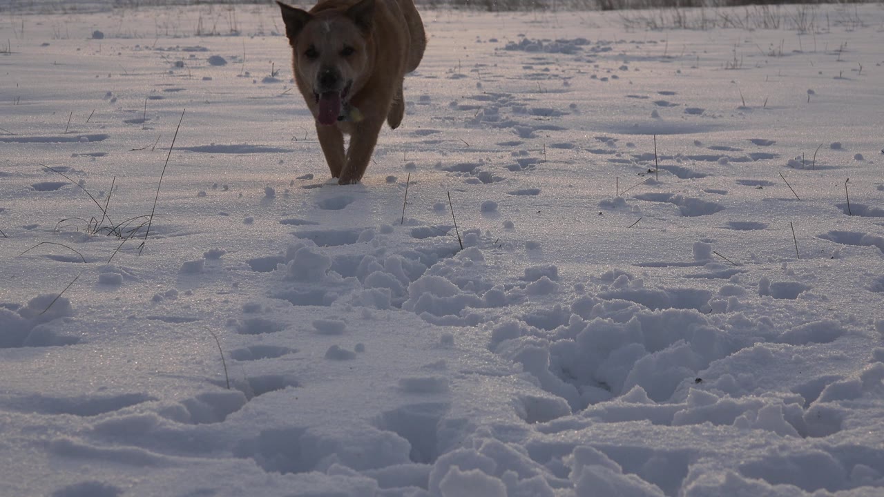 Brown dog facing camera near the top right of a snowy field.