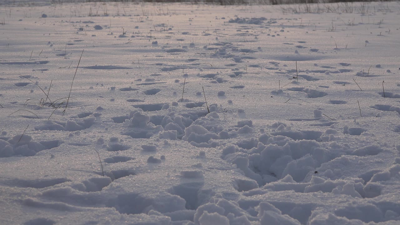 Opening frame of a snow-covered field in Westminster, Colorado, with churned footprints, sparse dry stems, cool shadows, and no visible people.