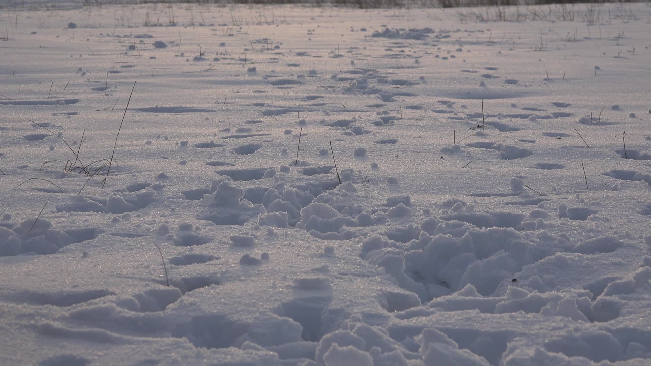 A quiet middle view of the Westminster, Colorado snow field shows packed tracks, scattered grass stems, and no visible people or dog in the frame.