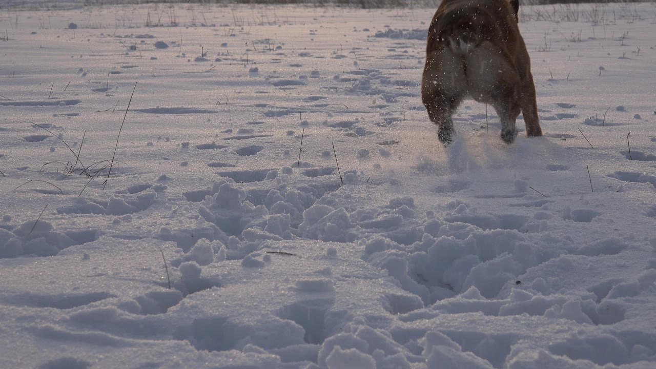 Brown dog partly visible at the upper right of a snowy field.