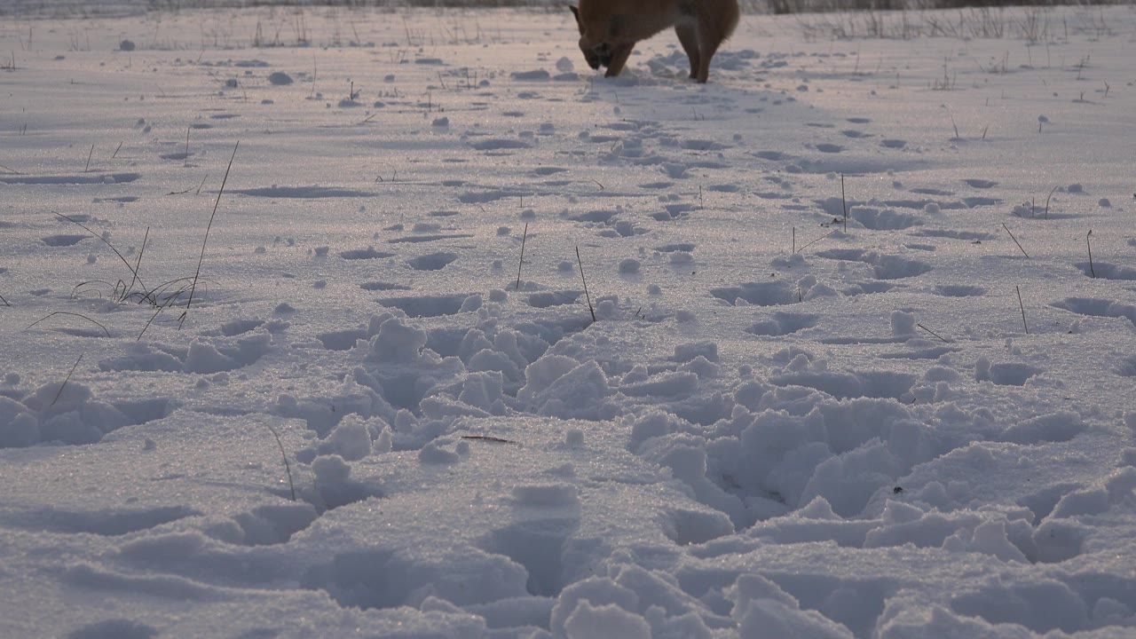 At 0:00 in Westminster, Colorado, a brown dog is partly visible near the top edge above churned snow tracks, with no visible people.