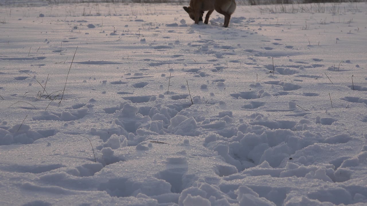 Brown dog moving across the top right of a snowy field