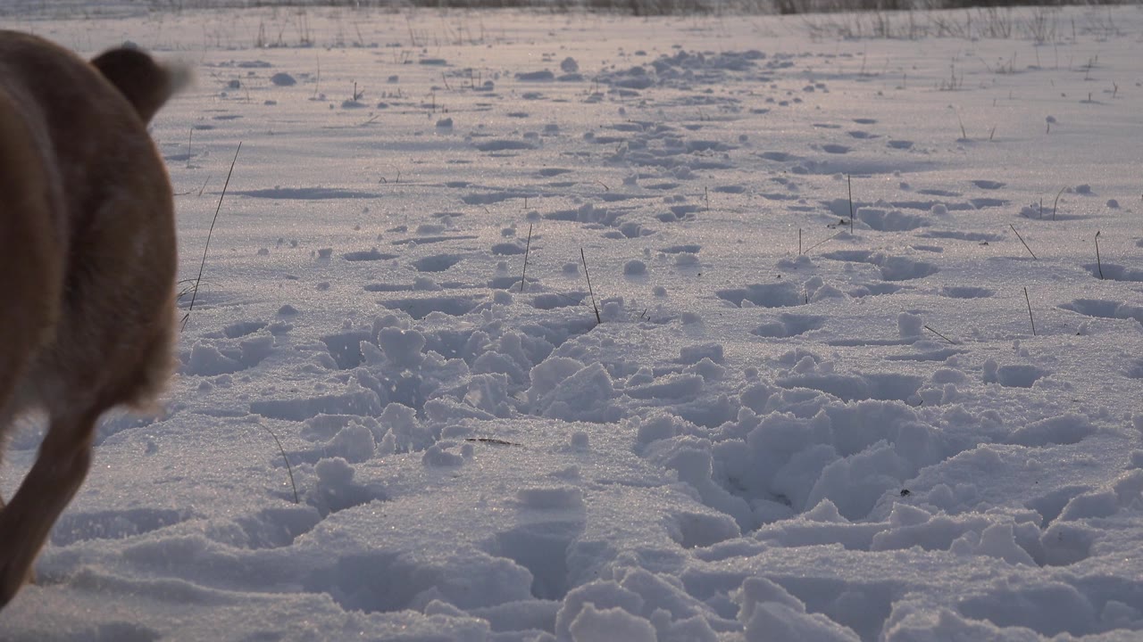 A partial brown dog enters at the left edge beside churned snow tracks in Westminster, Colorado, with dry grasses in the distance and no visible people.