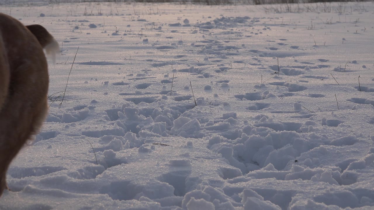 A brown dog's hindquarters and tail remain partly visible at the left edge while rough snow tracks stretch across the Westminster, Colorado field, with no visible people.