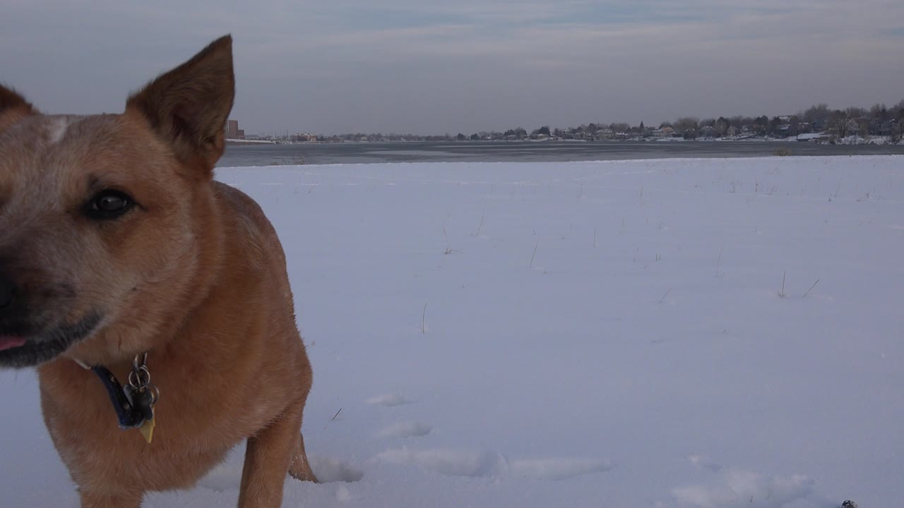 A tan dog stands very close to the left edge of frame in snowy Westminster, Colorado, with a distant low horizon and no visible people.