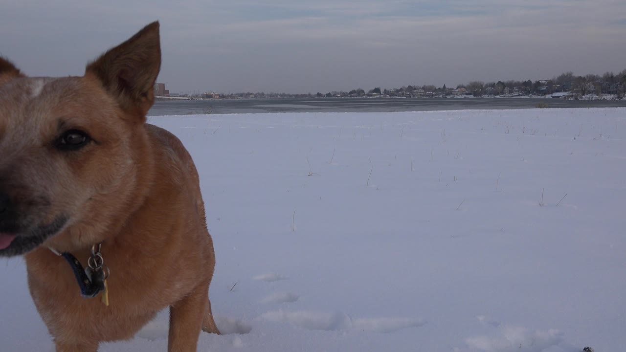 The dog remains near the left side of the snowy Westminster frame, facing forward with its collar visible and no visible people in the open background.