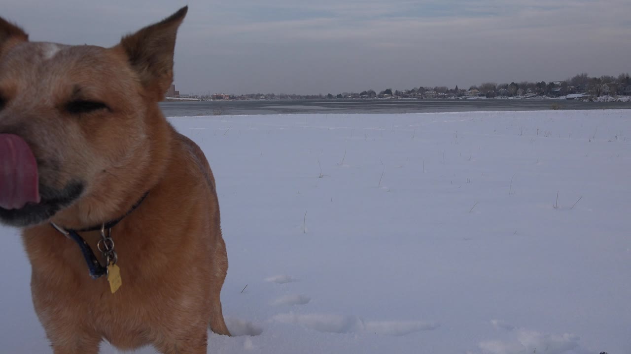 Tan dog faces camera and licks its snout in the snow.