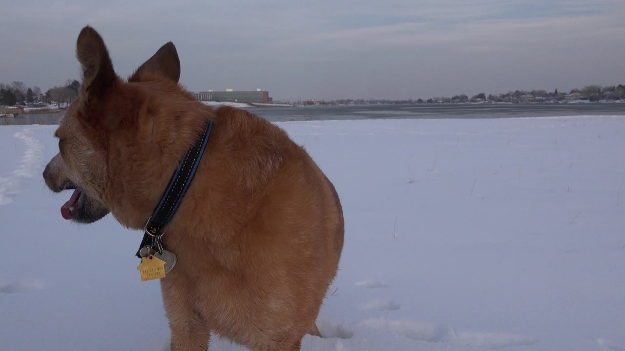 Tan dog standing in snow and looking left.