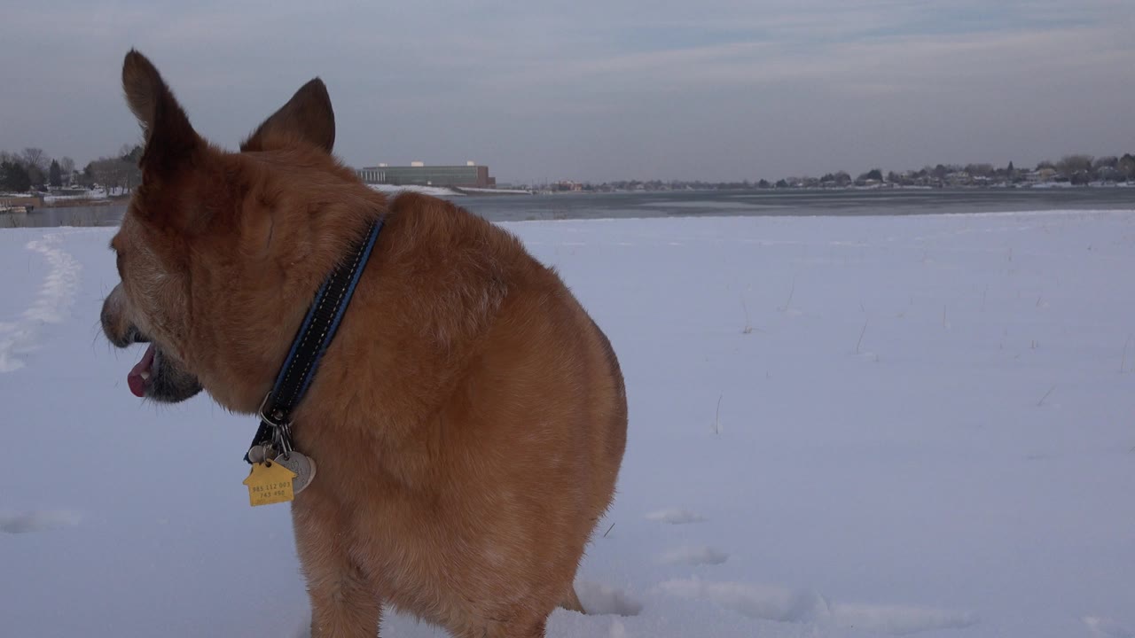 Side view of the tan dog standing in Westminster, Colorado snow, with its head angled left, a collar tag visible, and no visible people.