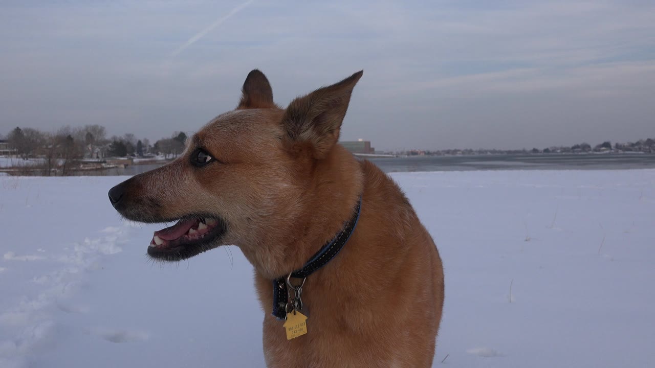 Tan dog standing in snow with distant houses and trees behind it.