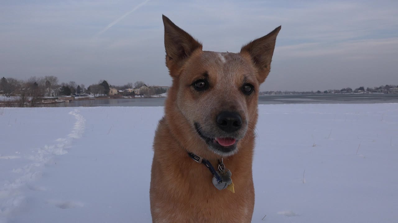 Tan dog facing camera in a snowy field near water.