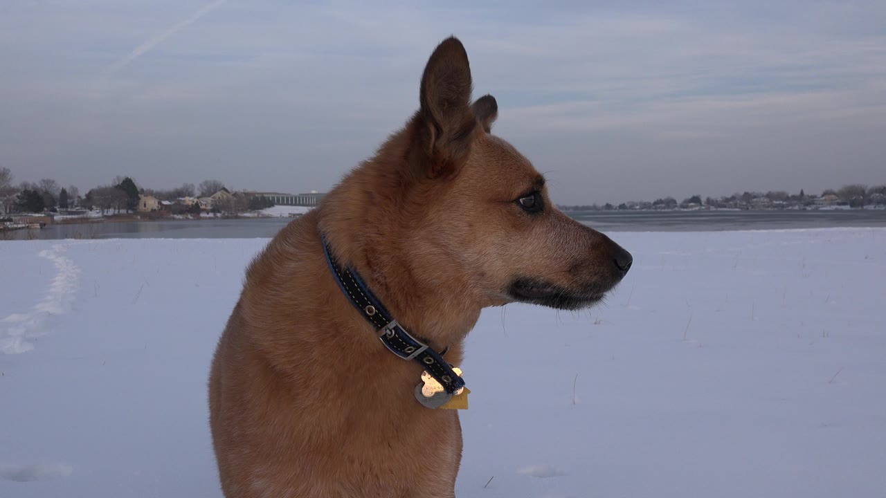 Brown dog in side profile standing in snow