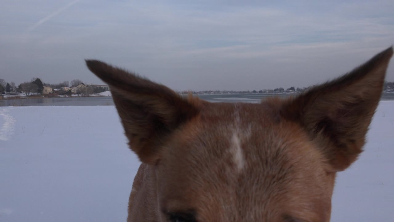 Brown dog's ears and forehead close to camera above snowy ground.