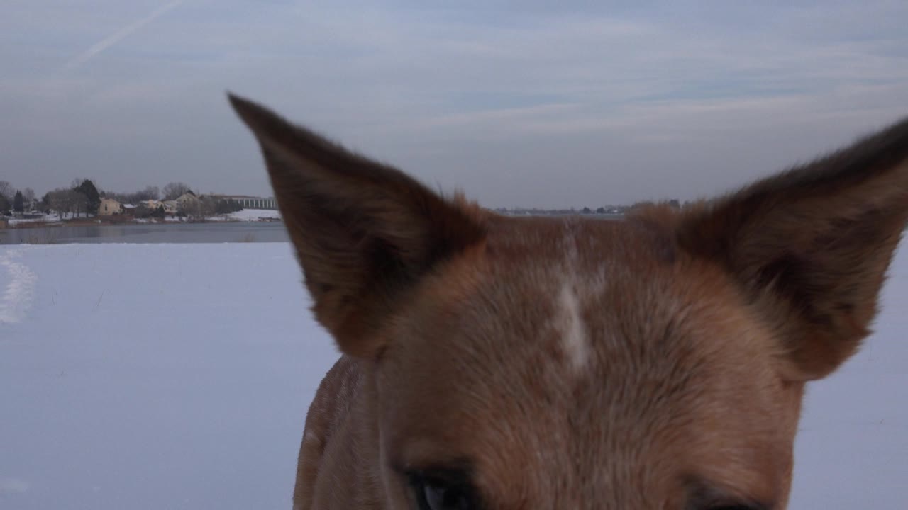 At 0:01, the brown dog's head is centered near the lens in Westminster, Colorado, with white snow, a waterline, distant buildings, and no visible people.
