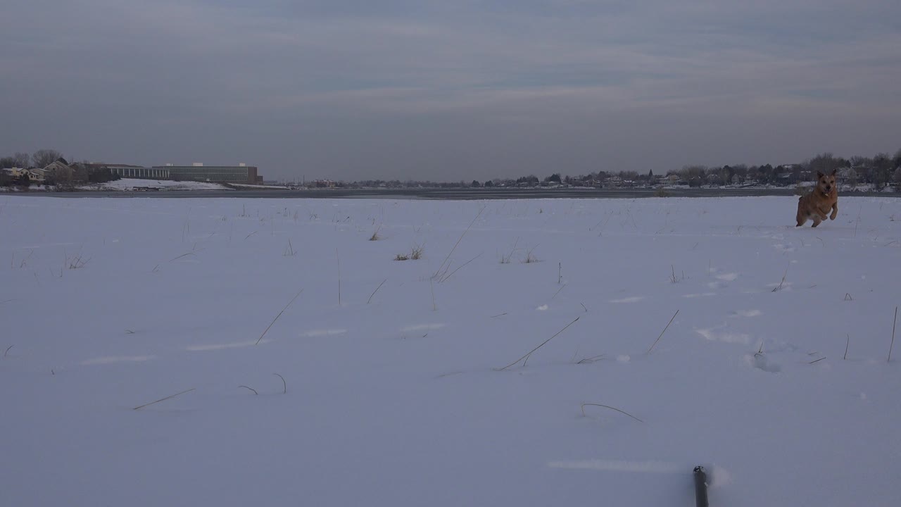 A brown dog appears small in the distance on a snow-covered field in Westminster, Colorado, with low buildings and bare trees on the horizon and no visible people.