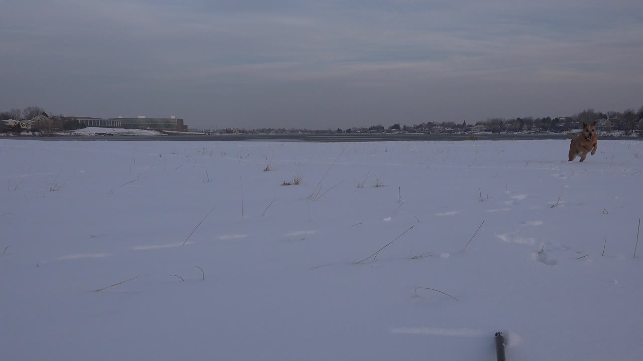 The brown dog is farther forward on the snowy Westminster field, still surrounded by wide open snow and a distant tree line, with no visible people.
