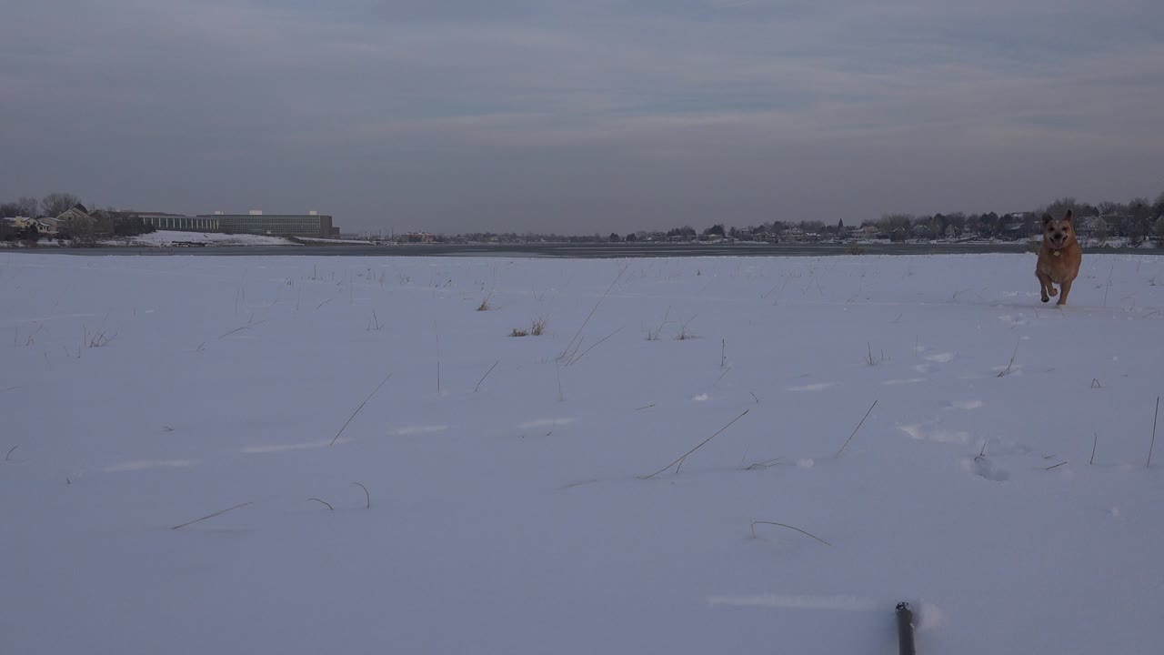 Dog near right side of snowy field